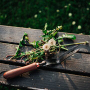 Dandelion Weeding Fork – view 4