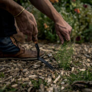 Dandelion Weeding Fork – view 5